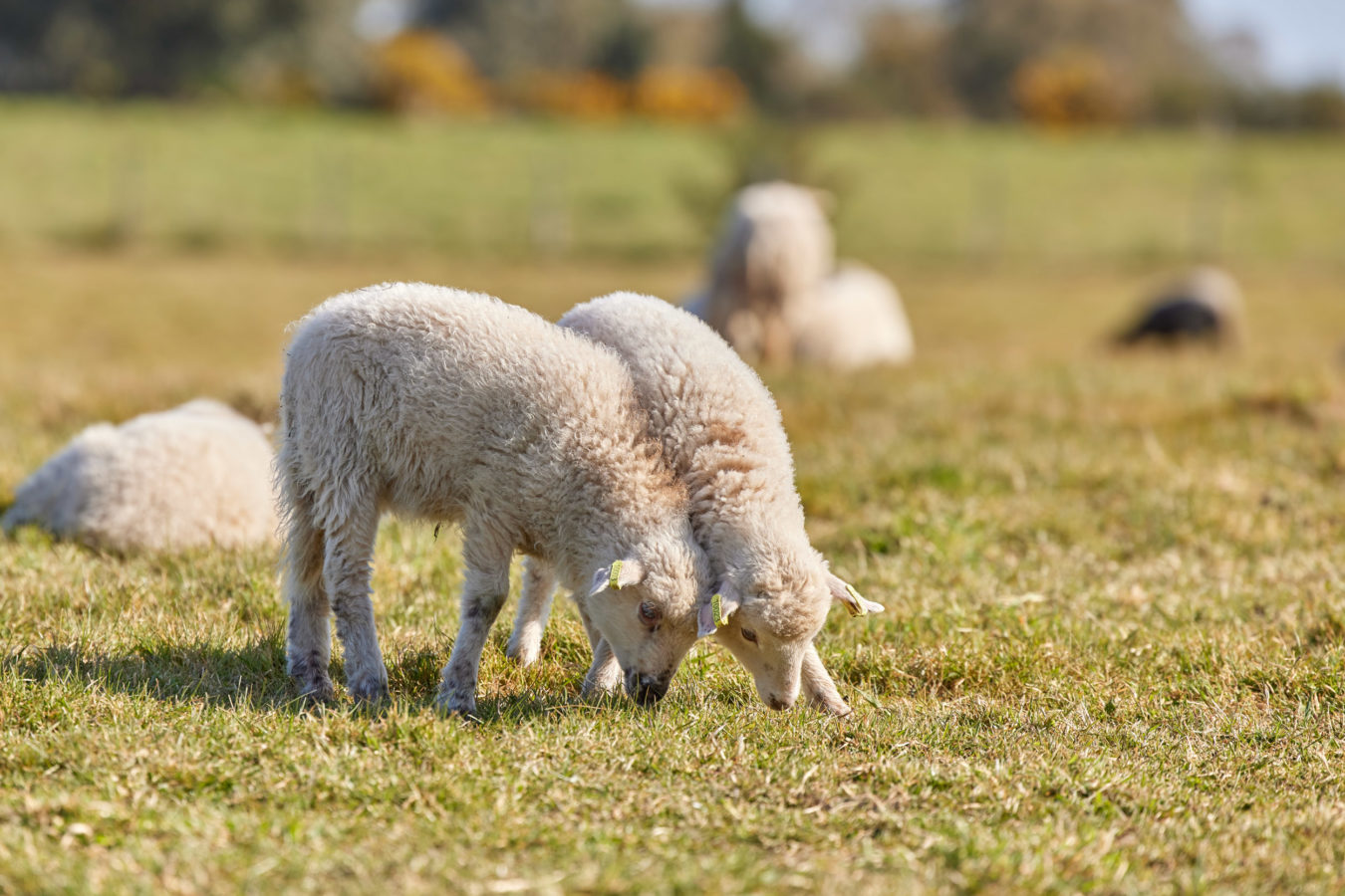 Coussins feutre de laine collection CAIRN – Heloise Levieux